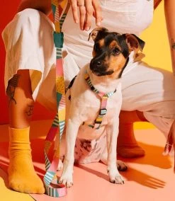 Zee.Dog Salina H Harness -Zee.Dog dog h harness salina zeedog 1