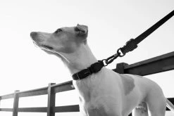 Zee.Dog Gotham Leash -Zee.Dog zee dog correa leash gotham3