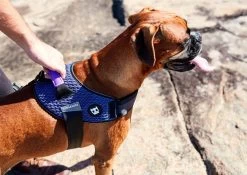Zee.Dog Wicked FlyHarness -Zee.Dog zee dog fly harness wicked peitoral cao