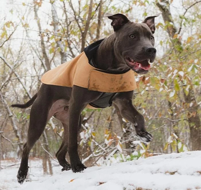 Zee.Dog Beige Coat 3 Zee.Dog Beige Coat - Image 3