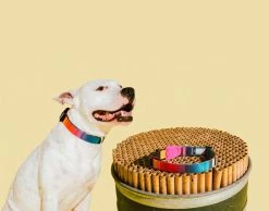 Zee.Dog Prisma Collar -Zee.Dog zeedog collar prisma coleira 2