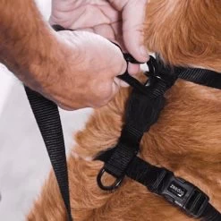 Zee.Dog Smash Harness -Zee.Dog zeedog h harness arnes