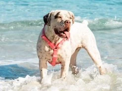 Zee.Dog Bubblegum H Harness -Zee.Dog zeedog harness neopro bubblegum 3