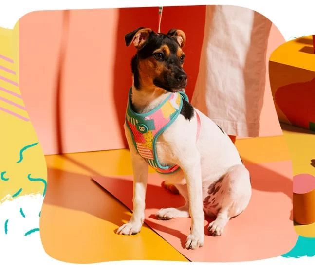 Zee.Dog Salina Air Mesh 2 Zee.Dog Salina Air Mesh - Image 2