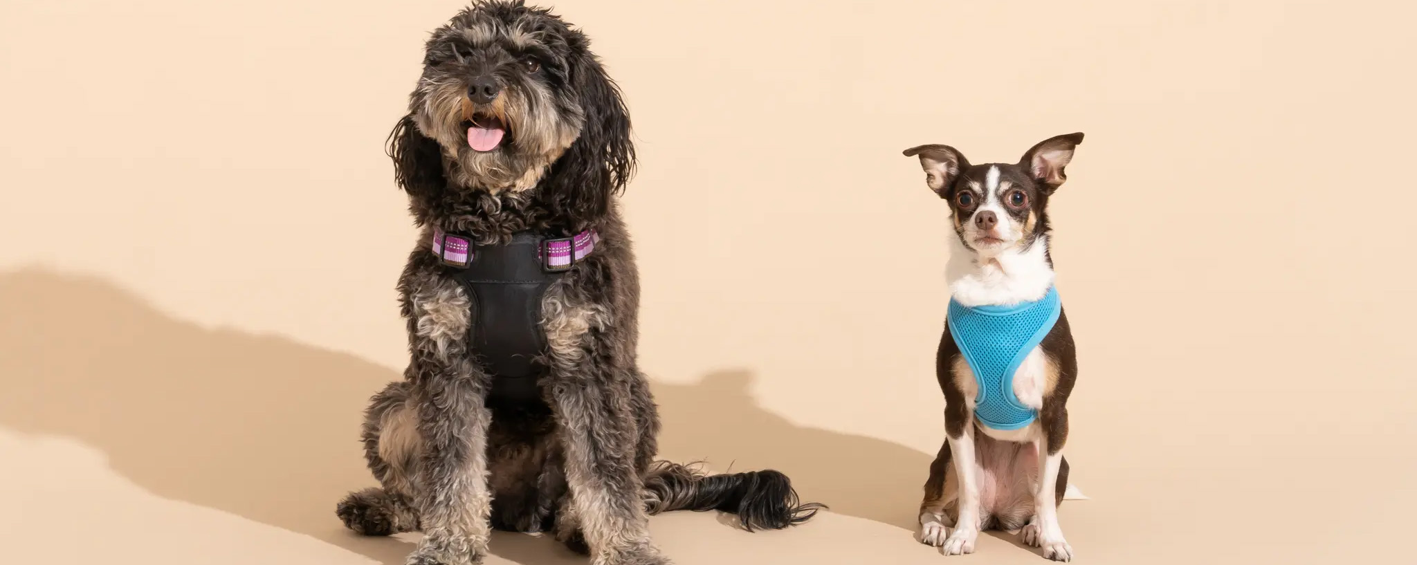 Zee.Dog 24 Zee.Dog -Zee.Dog 2